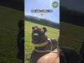 She Always Checks on the Baby 🥹🐾 | Protective Dog Moments #shorts