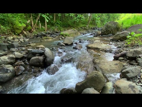 Calm River Sounds for Stress Relief and Focus | Water Sounds