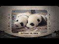 Panda Cubs 2016  - 365 Days Later