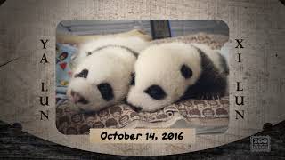 Panda Cubs 2016   365 Days Later