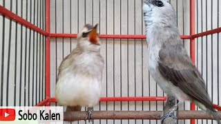 Download Lagu Hitungan detik trucukan lain bakal nyaut dengar ropelan trucuk ini MP3