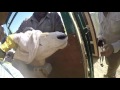view B-Roll: Smithsonian and Partners Return Scimitar-horned Oryx to Chad digital asset number 1