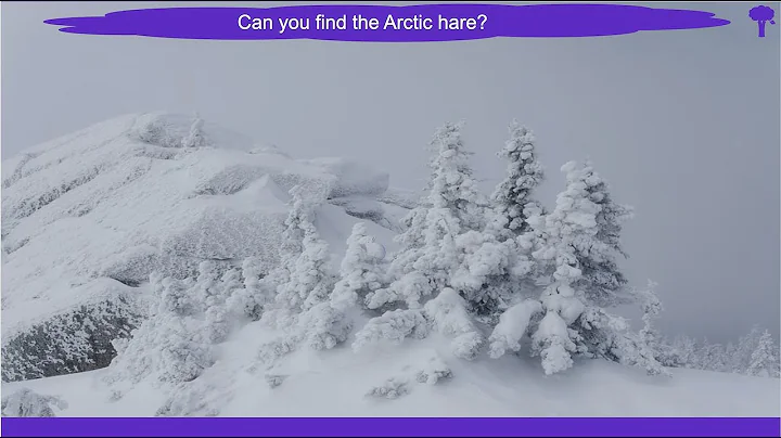 Find the Hidden Animals Game - 5