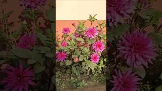 🌸🌼🏵️ #dahlia #dahliagarden #beautifulflowers #winterflowers #ig #igflowers #igaddict #nature