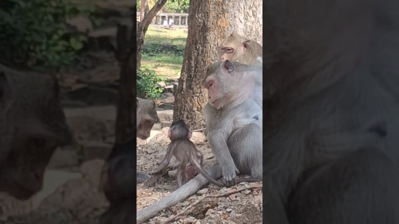 Angkor Monkey Family, 