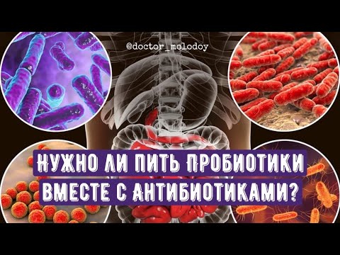 Нужно ли давать Пробиотики вместе с Антибиотиками? 🤔