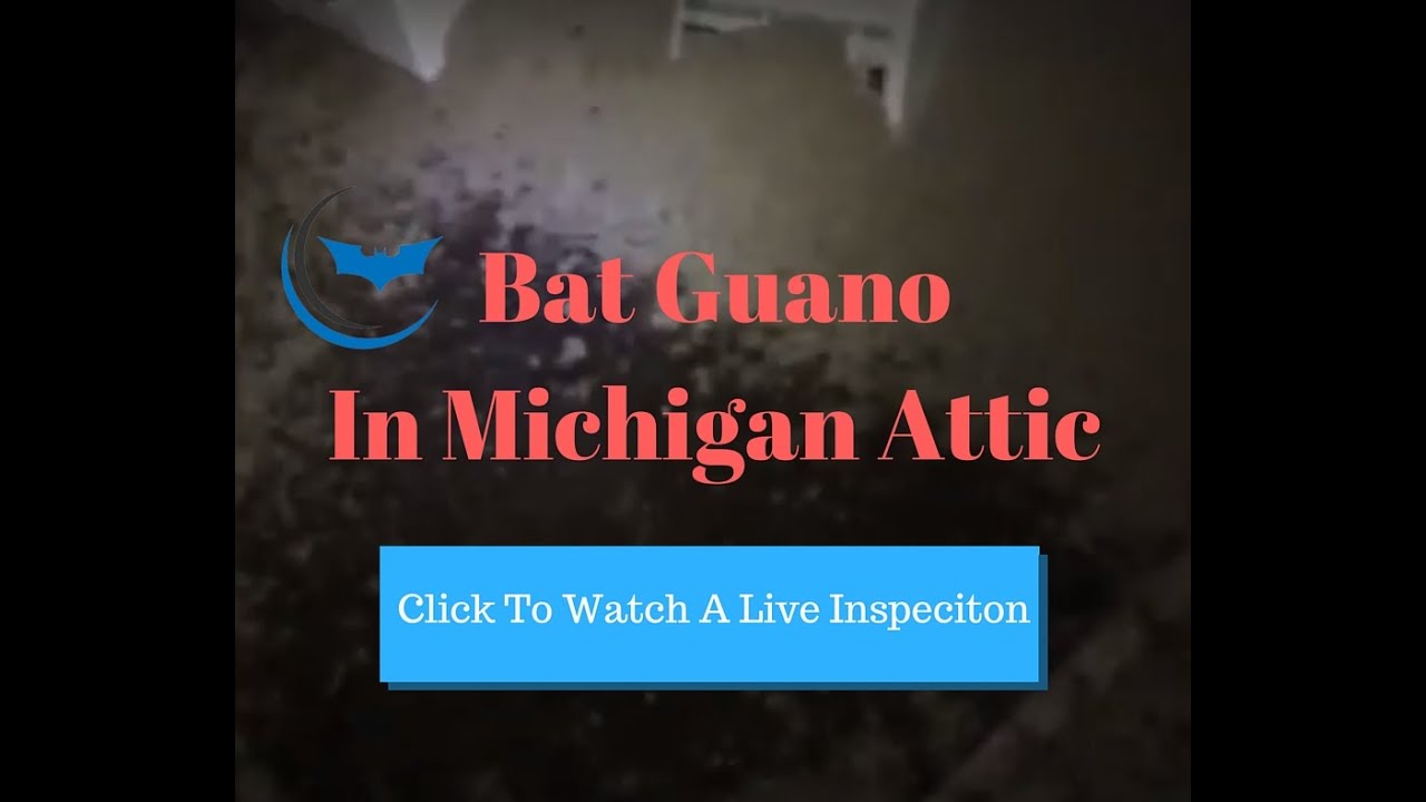 Millford, MI Bat Removal and Attic Inspection