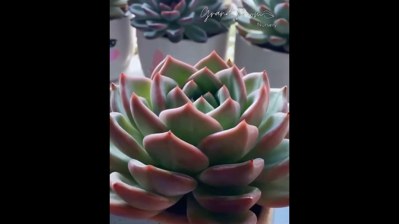 多肉植物 My way