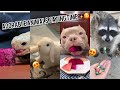 Adorable Animals Eating Time🥰 | Tik Tok Animals