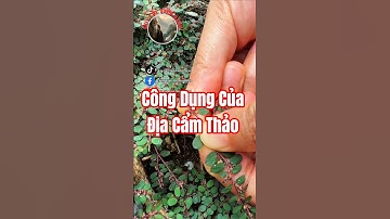 Bạn đã biết công dụng của Địa Cẩm Thảo chưa?