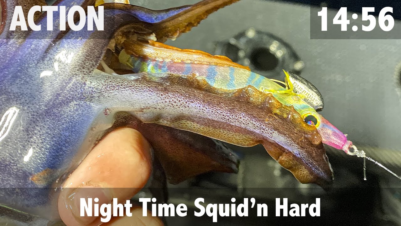Night Time Squid Chaos
