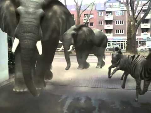 Zoo Escape Effekt (FxGuru) - YouTube