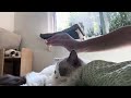 ASMR Whispers & Cuddles with My Ragdolls