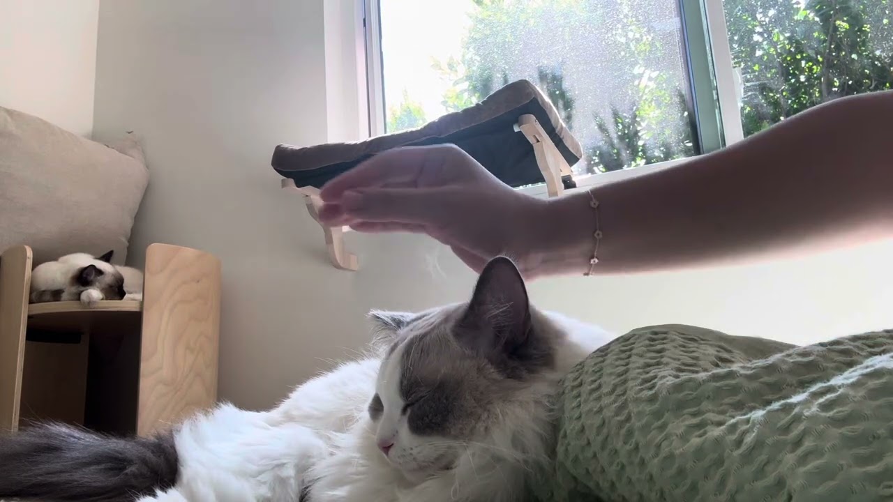 ASMR Whispers & Cuddles with My Ragdolls 