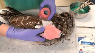 Bandaging technique for birds