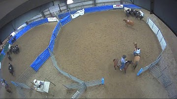 Big Sky Ranch Sorting Saddle Series Finals - #7 HC - Round #1 - Ride #24