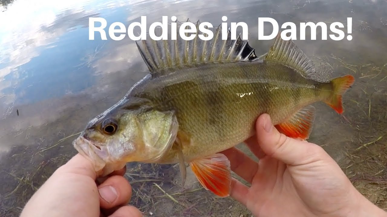 Redfin Fishing in Dams! Tips and Tricks 