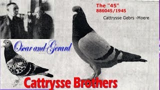 Cattrysse Brothers Oscar and Gerard Racing Pigeon #pigeonfancier#racingpigeon#pigeonracing