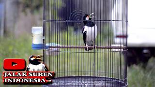 Jalak Suren Tepat Dan Cepat Bikin Jalak Lain Ikut Bunyi  jalaksuren