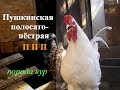 ПУШКИНСКАЯ порода кур // ПТИЦА//PUSHKIN breed chickens