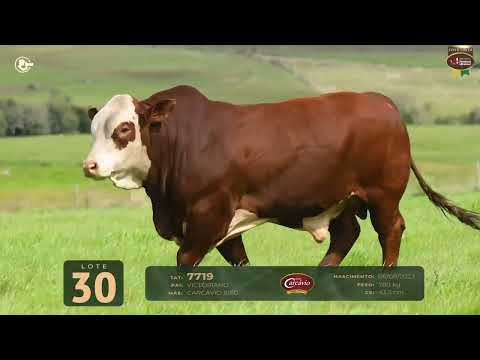 LOTE 30   TAT 7719 M Braford