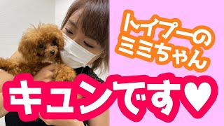 世界最小サイズの犬!?可愛すぎてくるみ暴れる巻