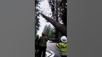 From Standing Tall to Timber Fall! 🌳⬇️#treecutting  #ChainsawSkills #LoggingLife #ForestryWork