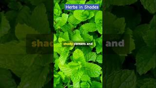 Top 5 Shade-Loving Herbs You Need in Your Garden! 🌿  #gardening