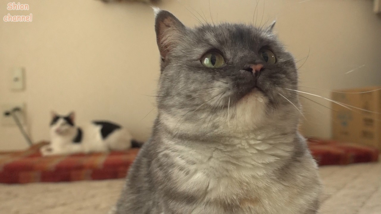 太っ…可愛いの面積が増えてしまったのでダイエットする猫