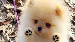 Cutest Pomeranian Puppies Compilation