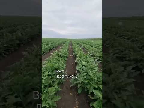 Баклажан Брат F1, стабільний середньостиглий 500 шт насіння (Yuksel Seeds), видео 1