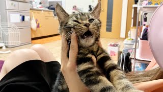 子猫と遊んでたら突然フリーズして動かなくなりましたｗ