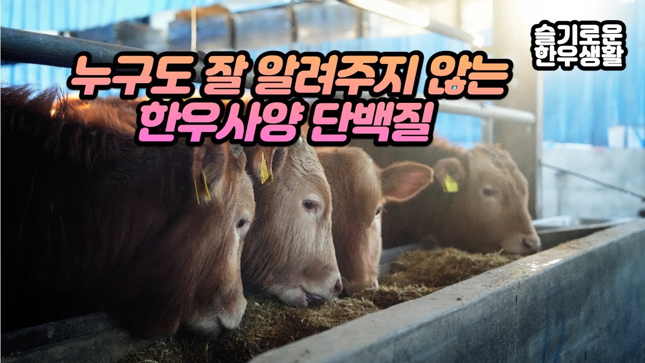 한우 송아지, 번식우, 비육우에서 단백질이 중요한 이유는?