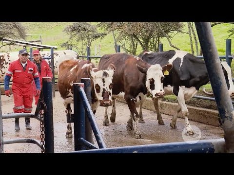 Vídeo: Un Método Novedoso Para La Detección Rápida Y Confiable De Malformación Vertebral Compleja Y Deficiencia De Adhesión De Leucocitos Bovinos En Ganado Holstein