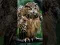 Owls' Jaw-Dropping Secret: 270° Head Rotation Power" #OwlFacts #WildlifeWonders #NatureVideos