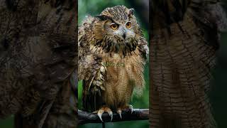 Owls' Jaw-Dropping Secret: 270° Head Rotation Power" #OwlFacts #WildlifeWonders #NatureVideos