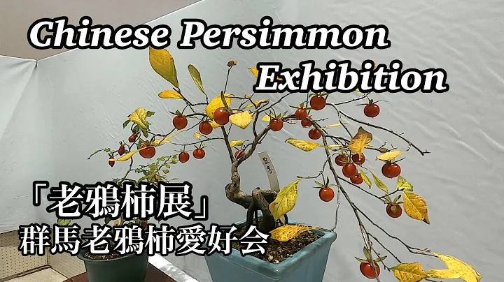 老鴉柿展 (群馬老鴉柿愛好會) ／Chinese Persimmon Exhibition - 天天要聞