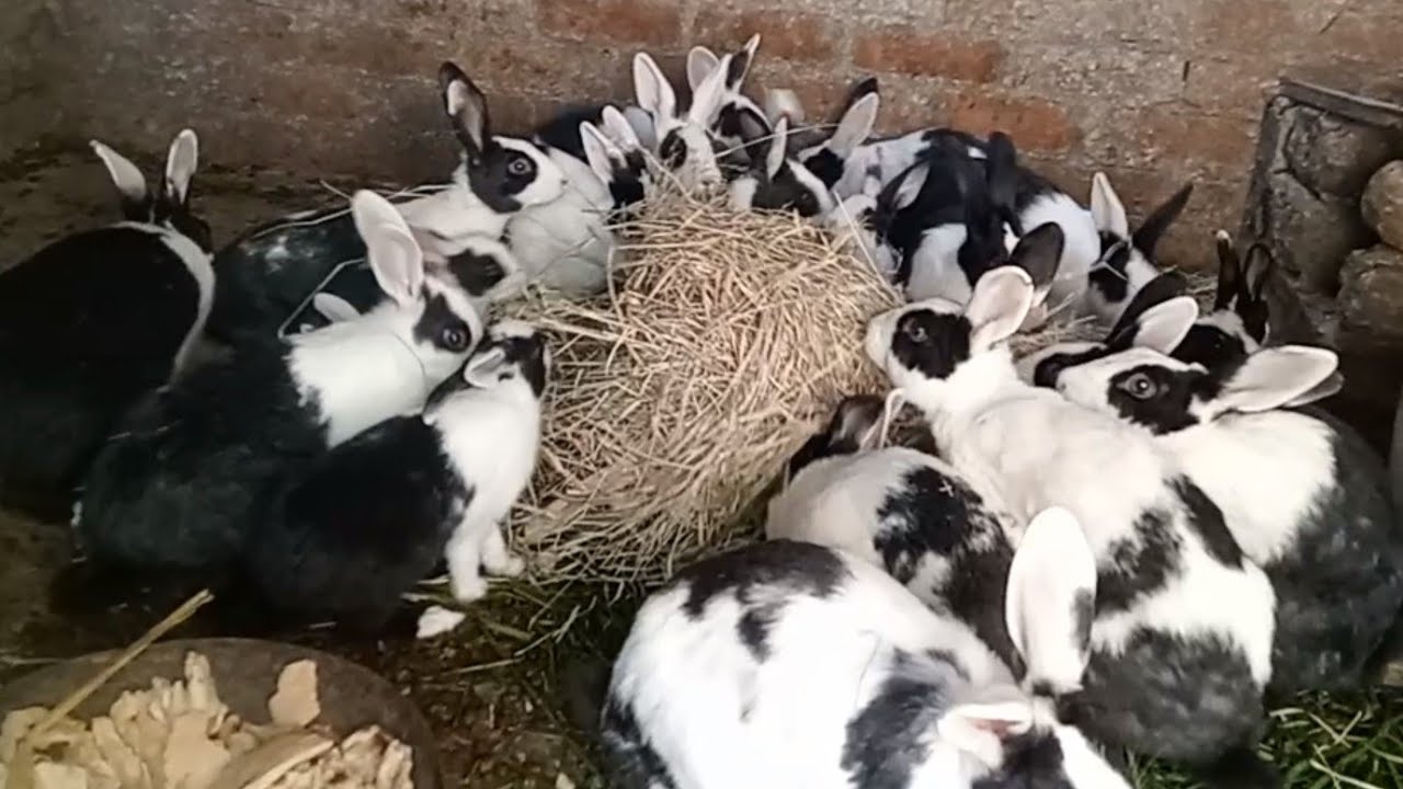 يلا نشوف اخبار الارانب ايه وايه حصل عندهم تربيه الارانب فوق السطح