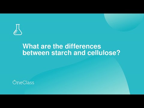 What are the differences between starch and cellulose?