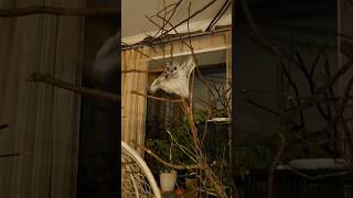 Нападение Белки Летяги! Flying squirrel! 飞鼠 #animals #flyingsquirrel #momonga #squirrel #world #fly