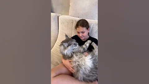 Watch the video about Maine Coon The Fluffiest Cat | Largest Cat Breed | Cats| Cats Breeds