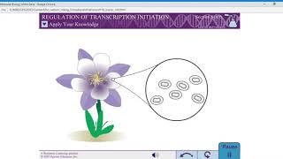 Regulation of Transcription Initiation Regulation of Transcription Initiation