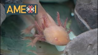 El ajolote, el animal con el genoma más grande en el mundo