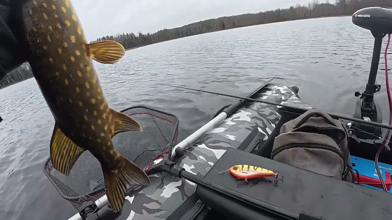 Закрытие сезона на джэрки в декабре) в Латгалии. westin)потом на лёд) #westinfishing #strikepro 