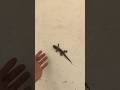 Chú tắc kè màu sắc đẹp quá #gecko #kucing#tắc_kè #bebek #tokek #kucinglucu#animal @cucutv9029
