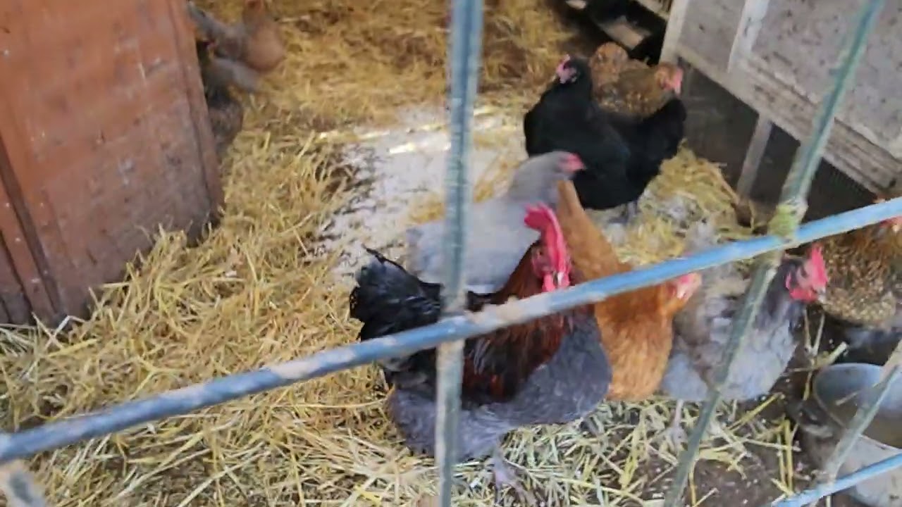 Ducks and geese 12-30-25