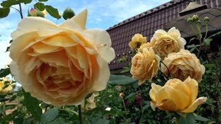 Квітнуть чарiвнi Жовті троянди:Golden Celebration, Gartenspass, Kings Pride