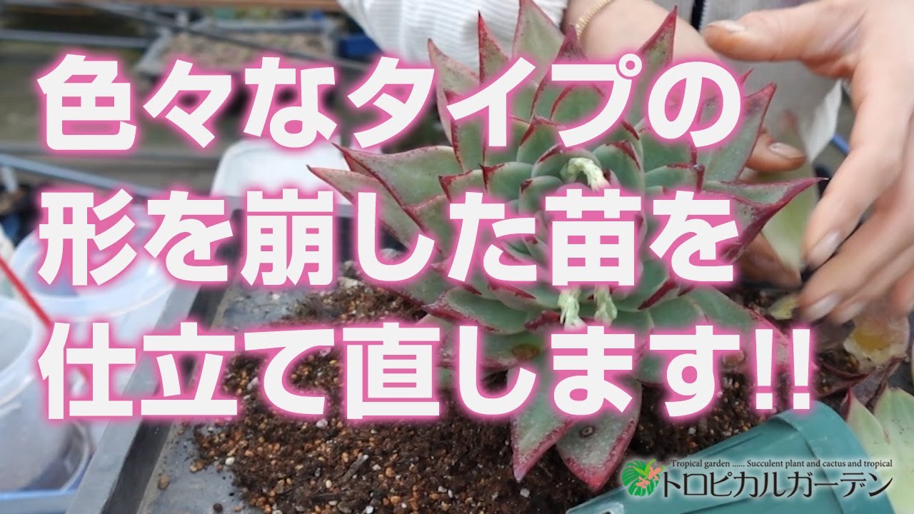 2024.01.28【多肉植物】色々なタイプの形を崩した苗を仕立て直します!!【succulent】トロピカルガーデン