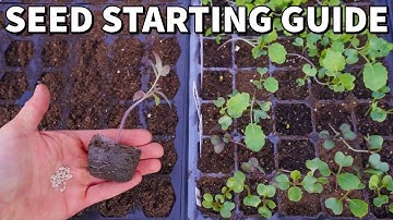 The Ultimate Beginner