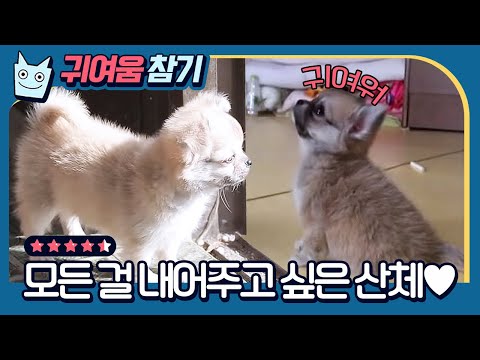 [#에딧몬] 입에 넣고 와랄랄ㄹ랄라 하고 싶은 <strong>산체</strong> 모음! 귀여움으로 나라 세울 각인 <strong>산체</strong>♥ 세상 귀여움 다 가지고 지구 뿌셔↗↗ | #삼시세끼_어촌편 |#Diggle